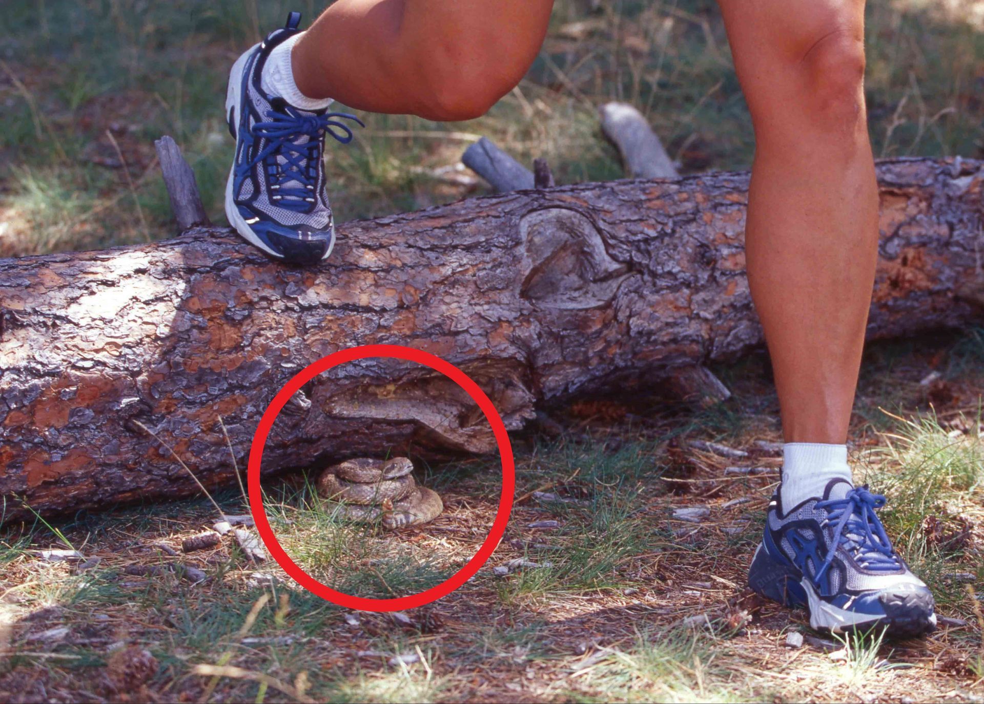 Runner's legs and feet near a log with a rattlesnake coiled nearby, highlighted by a red circle.