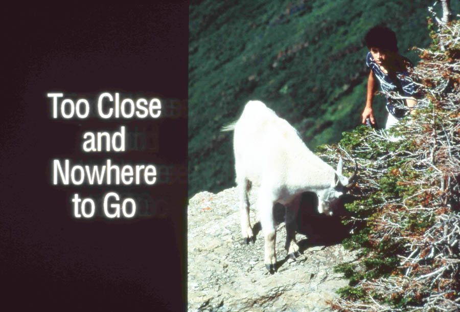White mountain goat near person on a rocky cliff. Text: 