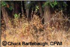 Brown and tan vegetation in a forest setting, with tall trees in the background.