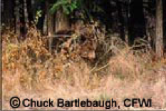 A camouflaged hunter hidden in tall grass in a wooded area.