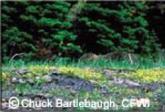 A camouflaged snowshoe hare in a grassy area near a forest.