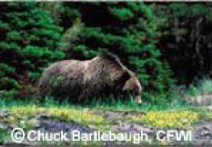 Brown grizzly bear foraging in grassy area near a forest.
