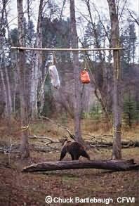 Bear at a forest food storage setup, reaching for a bag suspended from a wooden beam.