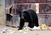 Black bear rummages through trash near a dumpster. Brown and tan background.