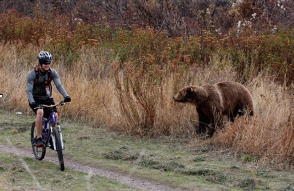 Cyclist on a trail encounters a large brown bear in tall grass.