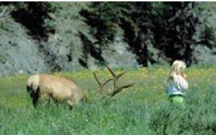 Elk grazing in grassy field, near a young blonde girl in a field with wildflowers, trees in the background.
