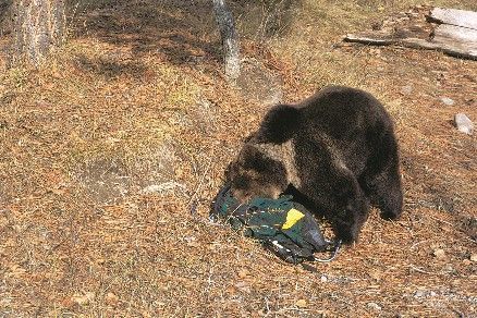 Black bear rummages through a green bag in a forest, foraging.