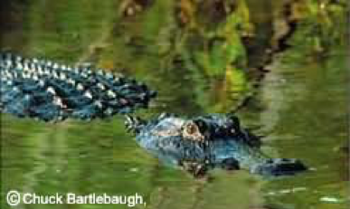 An alligator swims in green water, head and back visible, eyes forward.