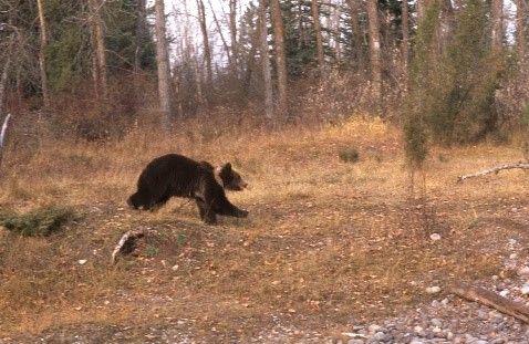 Brown bear running through a grassy, fall-colored field near a forest.