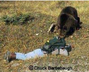 Bear sniffing a person lying on the ground, backpack on back. Outdoors on grass and dirt.