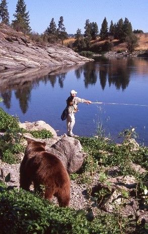Fisherman casts line, brown bear foraging along riverbank.
