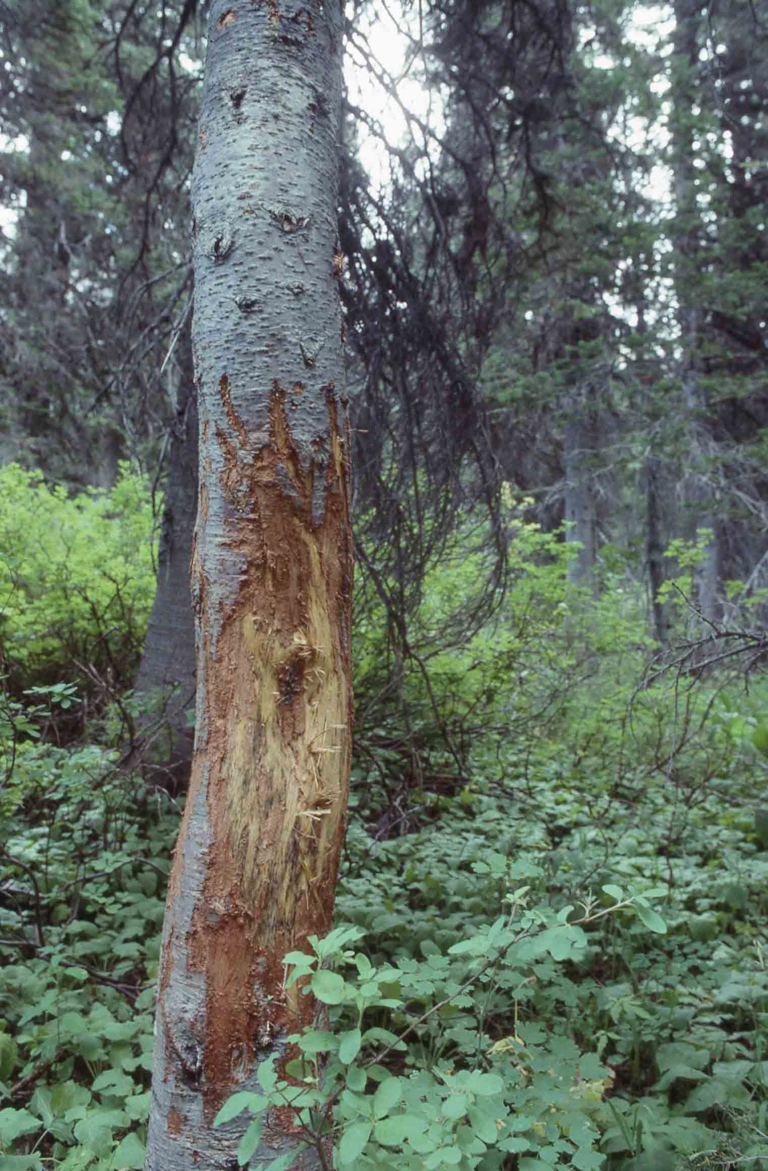 A tree in a forest with a large area of missing bark, likely from an animal.