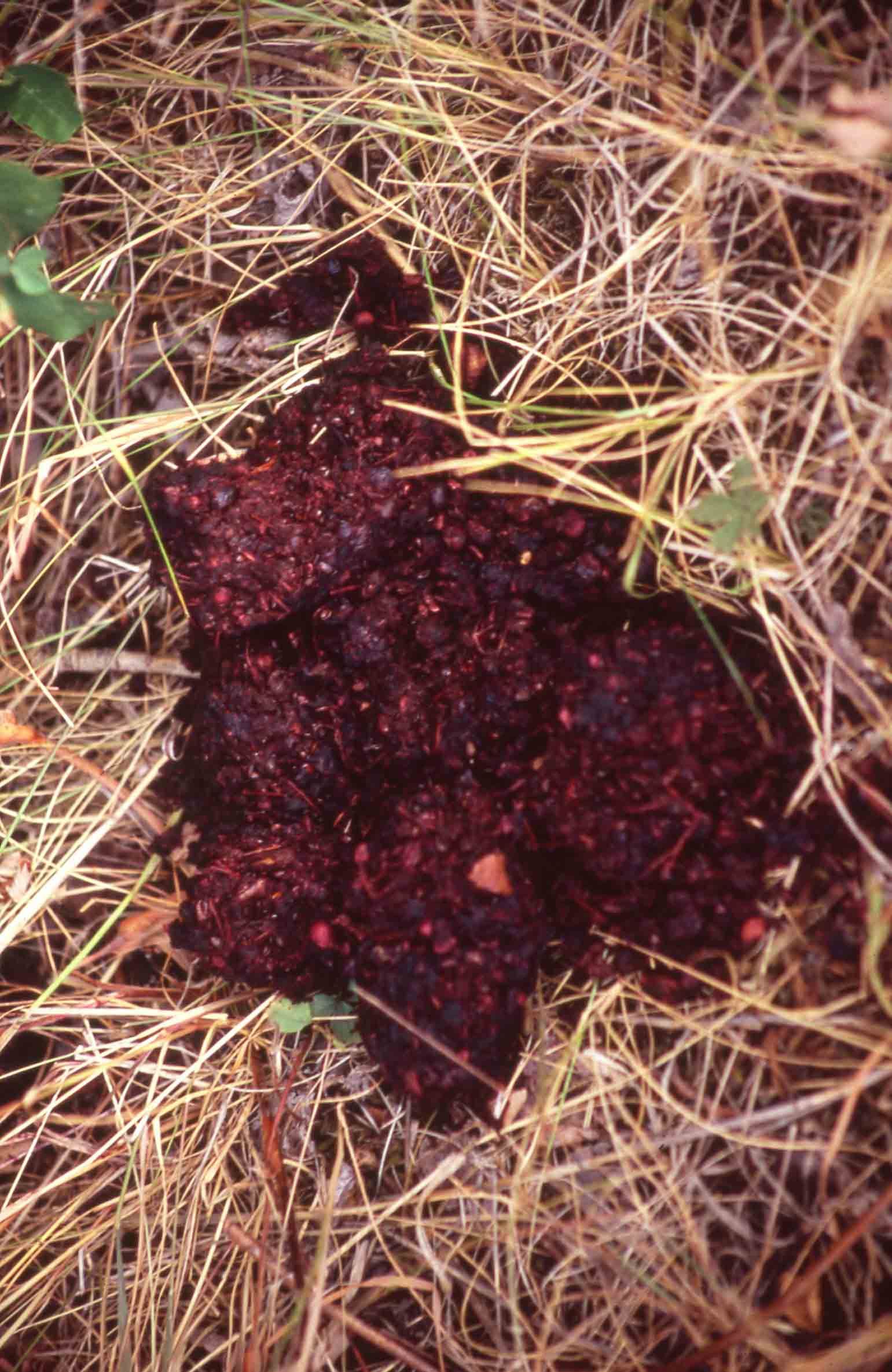 Dark, reddish-brown bear scat on dry grass in a forest setting.