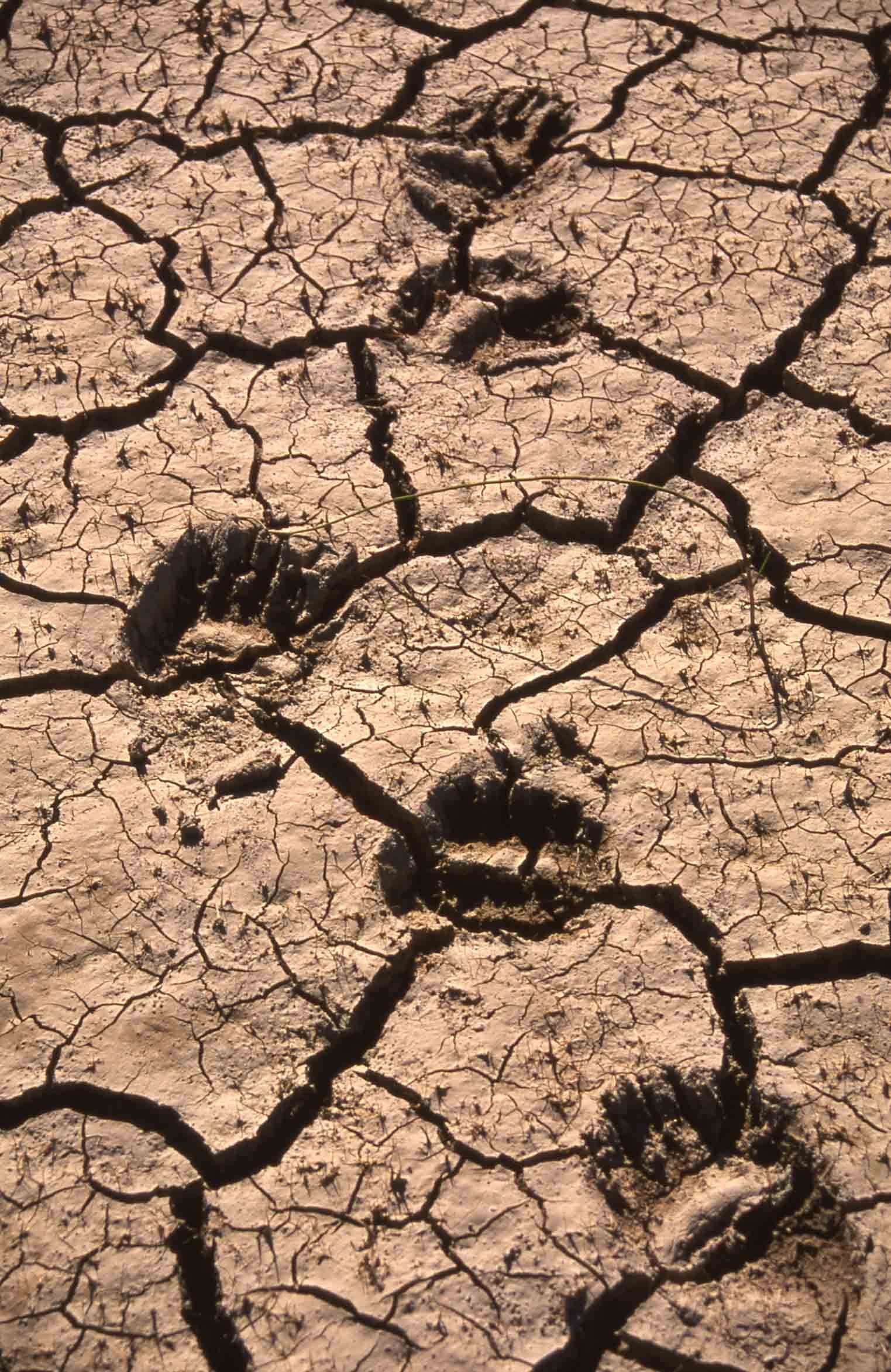 Bear footprints in cracked, dry earth.