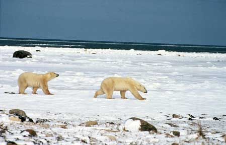 Two polar bears on snowy ground near a body of water under a cloudy sky.