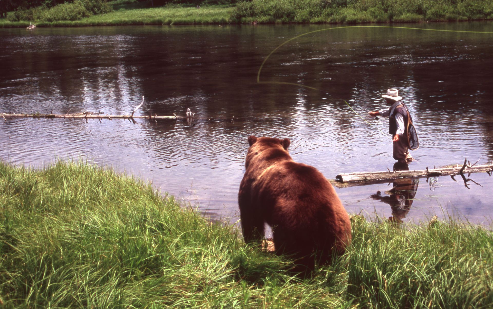 Bear watches a fly fisherman in a river; green grass and water; brown bear, person with hat fishing.