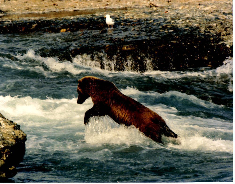 Brown bear leaps through rushing water in a river, likely fishing.