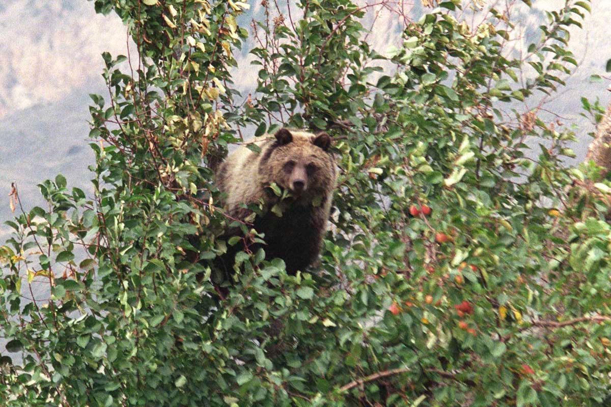 Grizzly bear in a tree, looking forward from within green leaves.