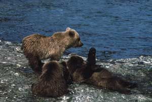 Three brown bear cubs near water; one standing, two laying down.