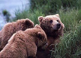 Three brown bears in a grassy area; one looks up, the others nuzzle.