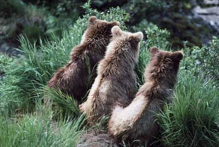 Three brown bears looking away from the camera, surrounded by green grass and foliage.