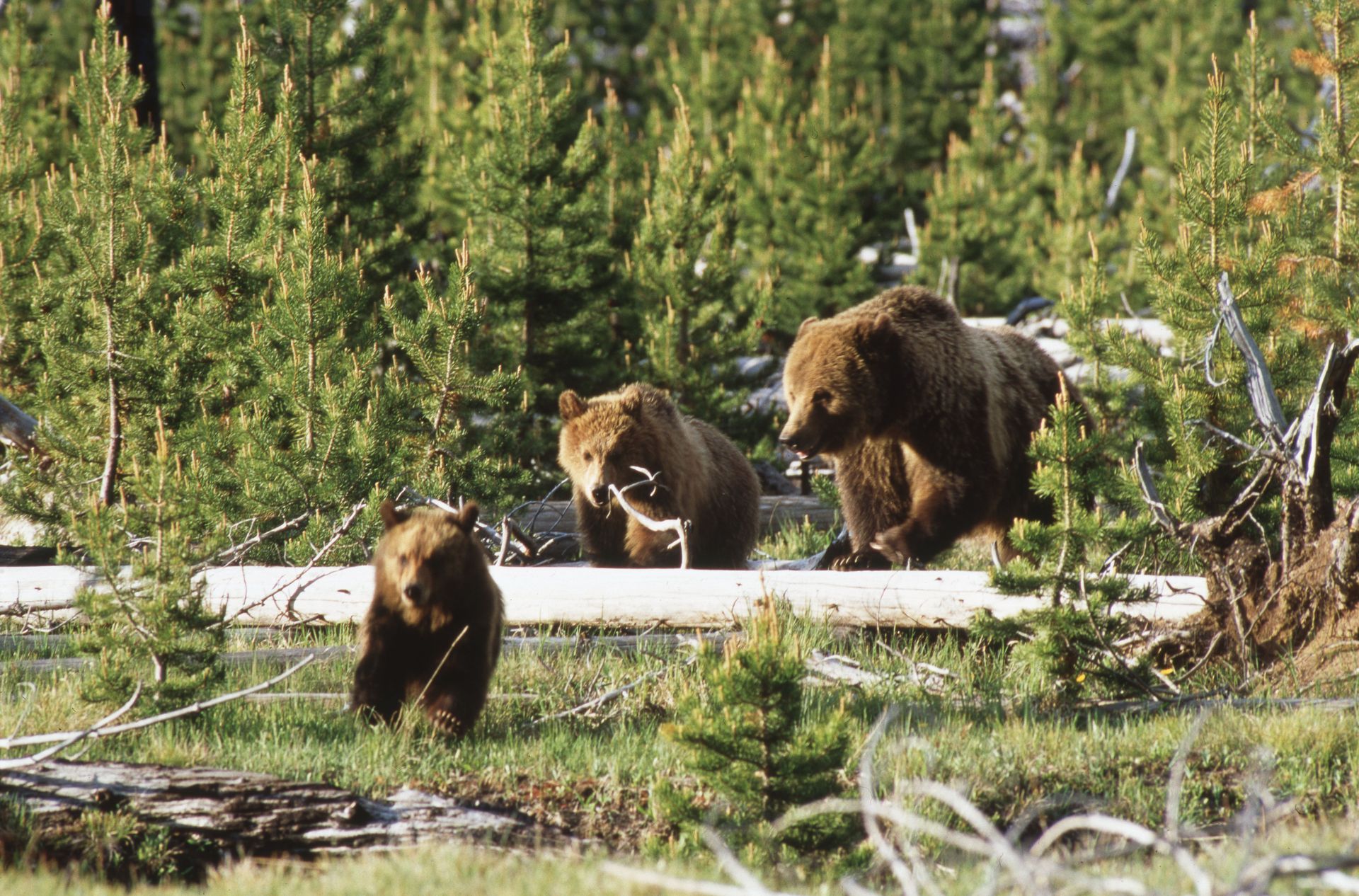 Three brown grizzly bears walking in a grassy forest clearing.