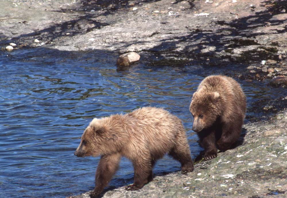 Two brown bears near a river's edge. One walks forward, other sits.