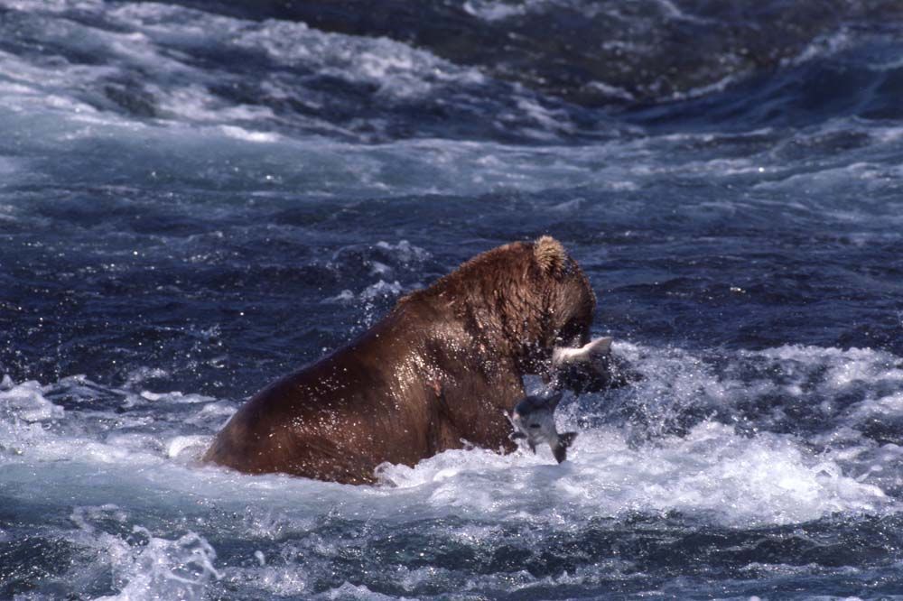 Brown bear fishing in blue, churning water, holding a caught fish.