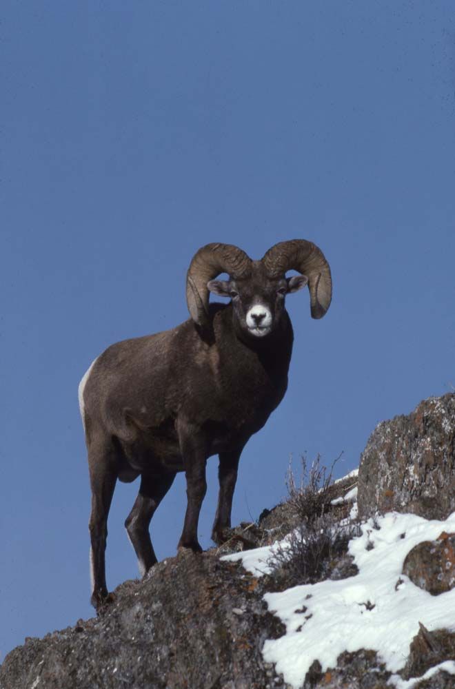 Bighorn sheep with large curled horns stands on a rocky ledge, looking directly at the viewer; blue sky backdrop.