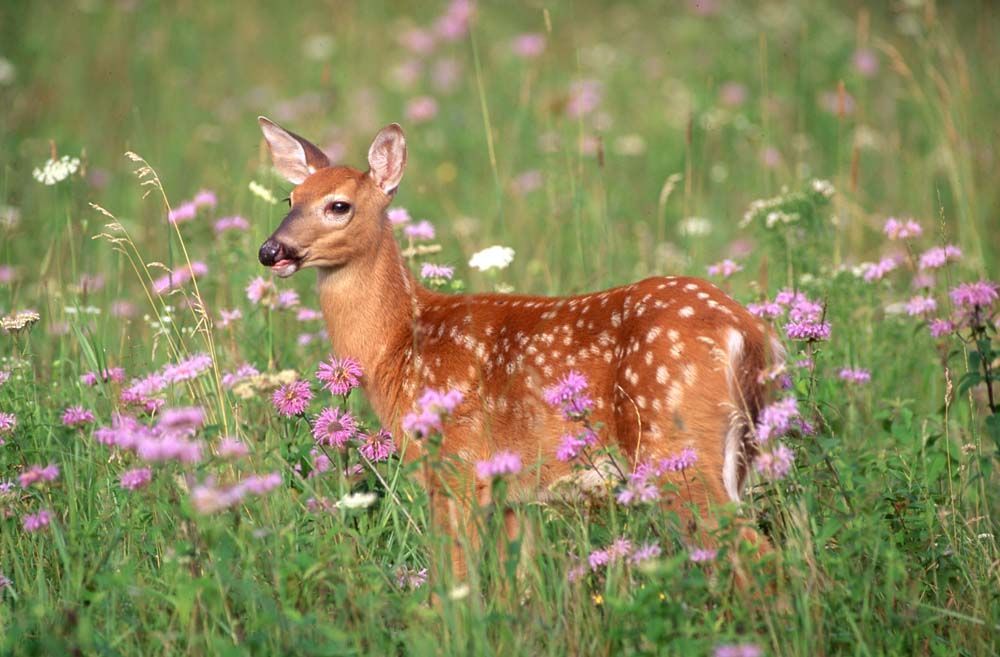 Fawn with white spots stands in a field of green grass and pink wildflowers.
