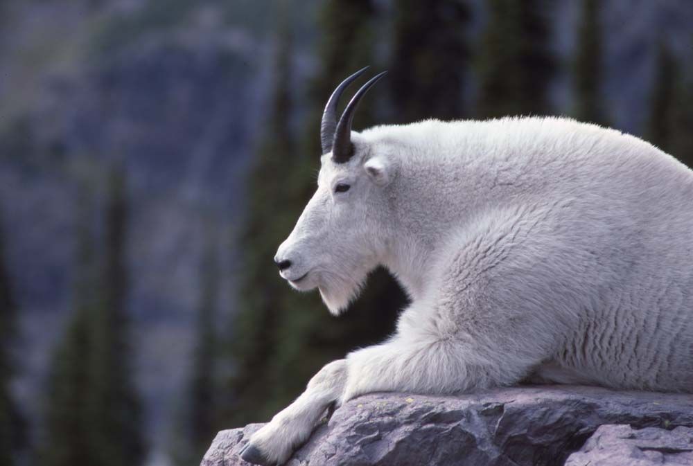 White mountain goat resting on a rocky ledge, overlooking a blurred forest landscape.