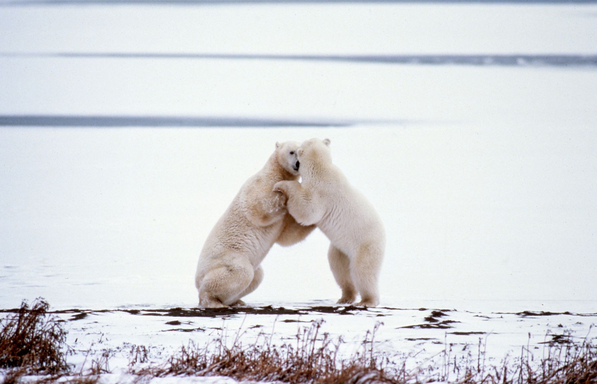 Two polar bears wrestling in a snowy landscape, one reaching to embrace the other.