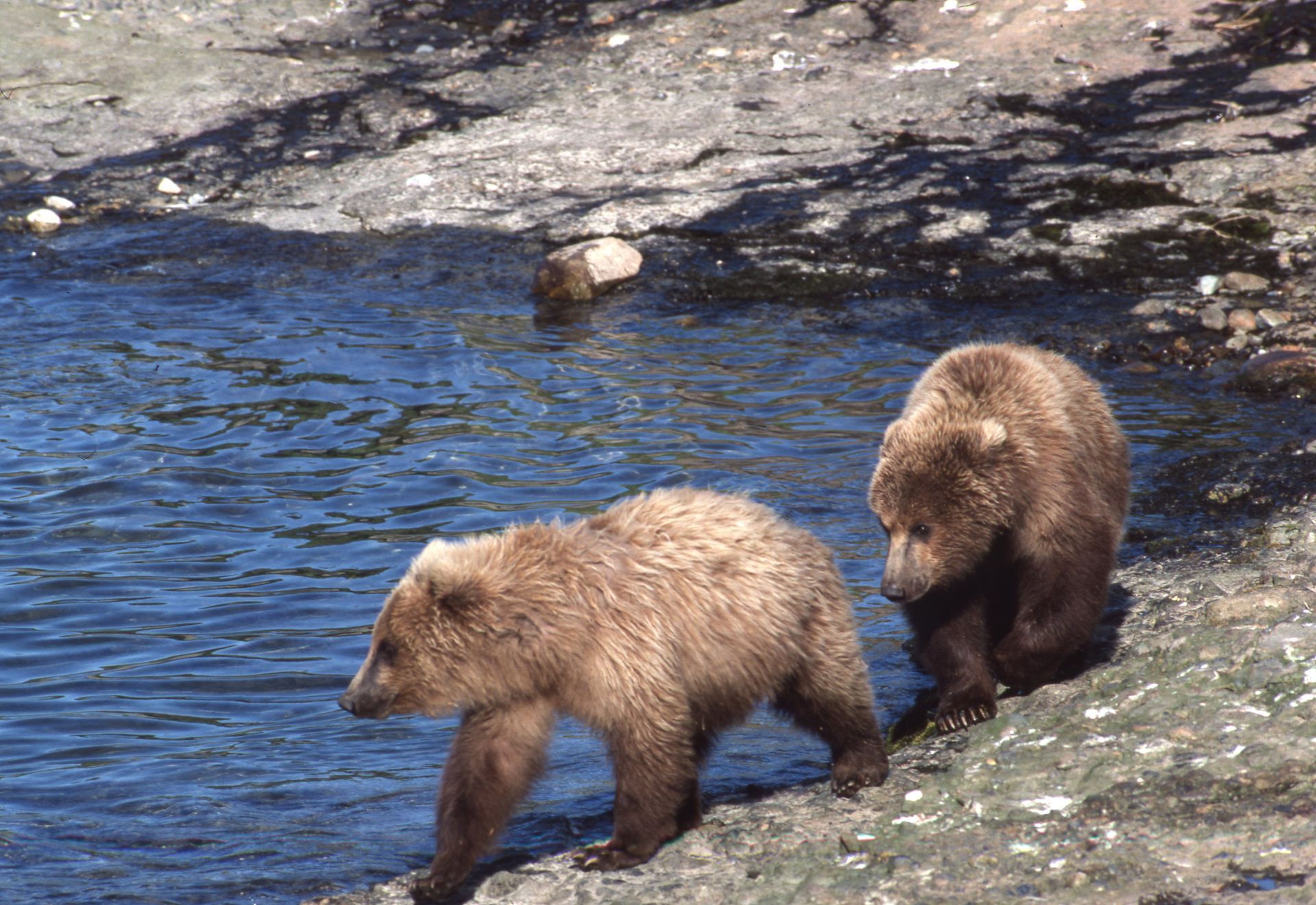 Two brown bears near a body of water, one walking towards the water, the other sitting.