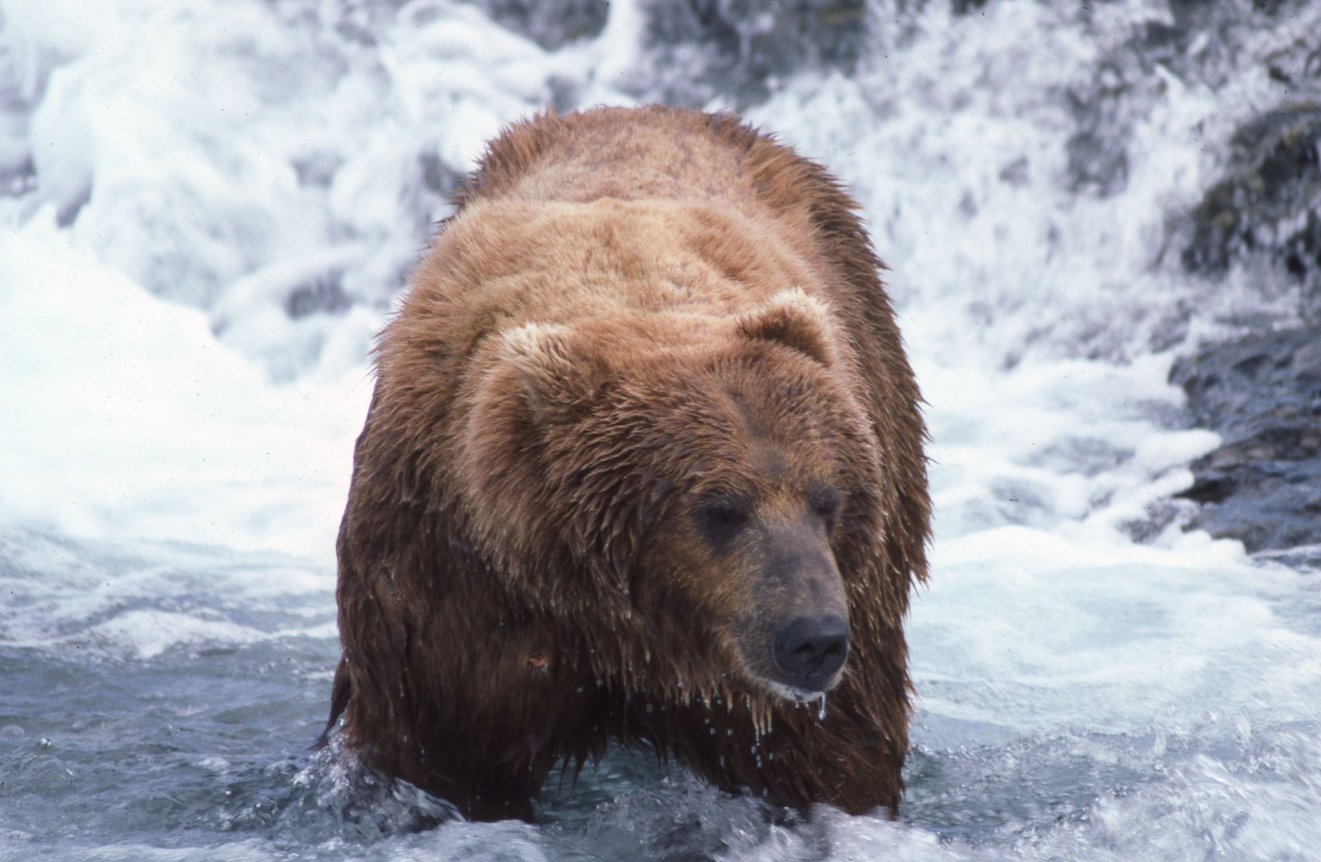 Brown bear standing in a river with white water.