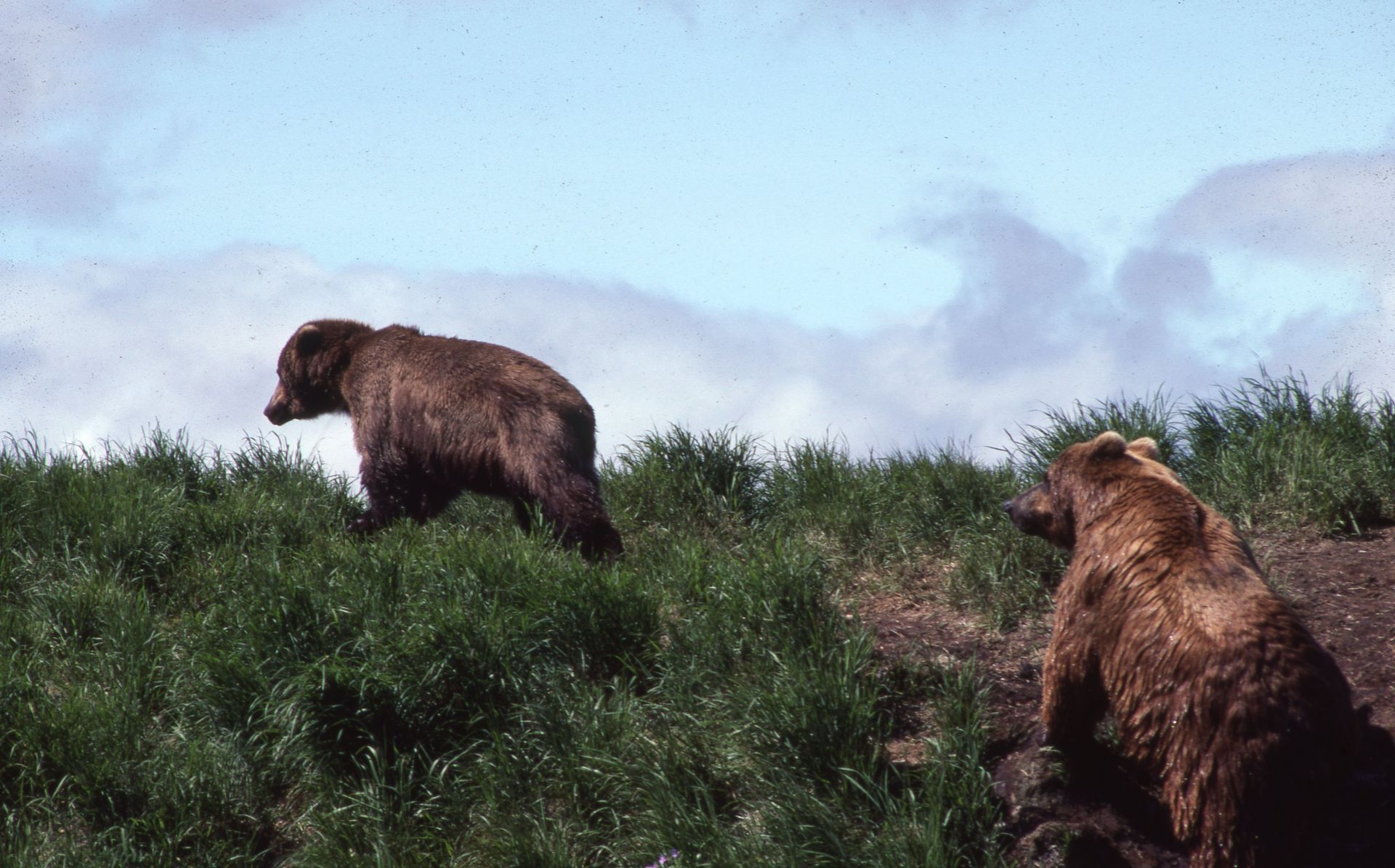 Two brown bears on a grassy hill, one walking away, the other looking at it; blue sky.