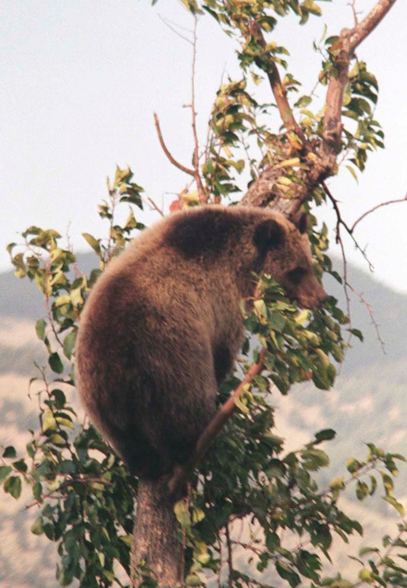 Brown bear climbing a tree, in a mountainous outdoor setting.
