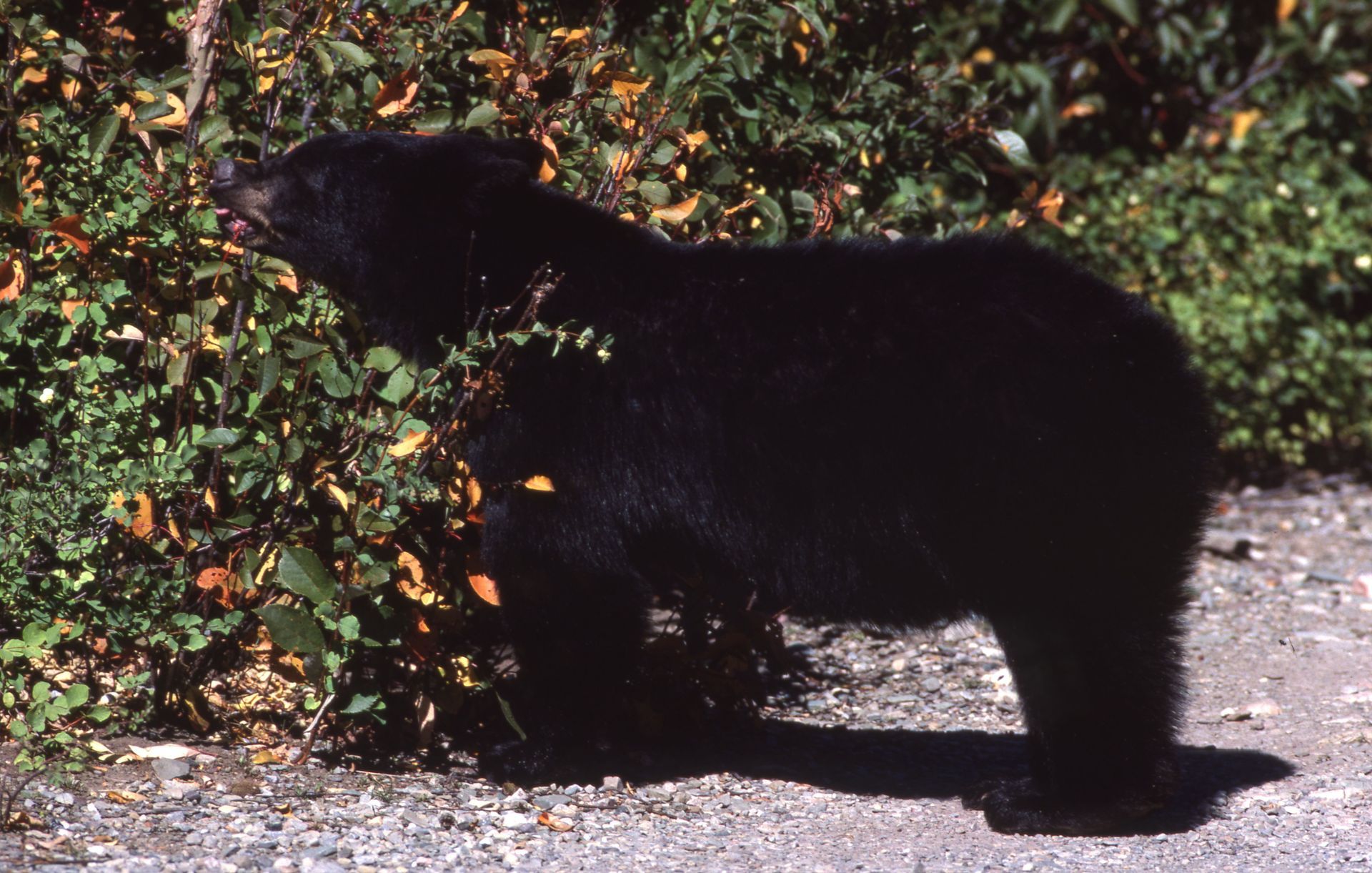 Black bear eating berries from a bush on the edge of a gravel path.