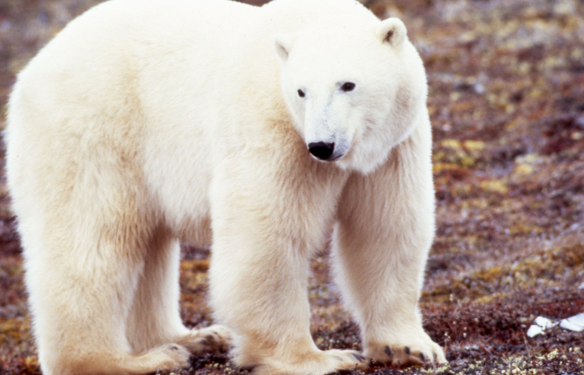 Polar bear standing on tundra, looking down. White fur, black nose, and small eyes.