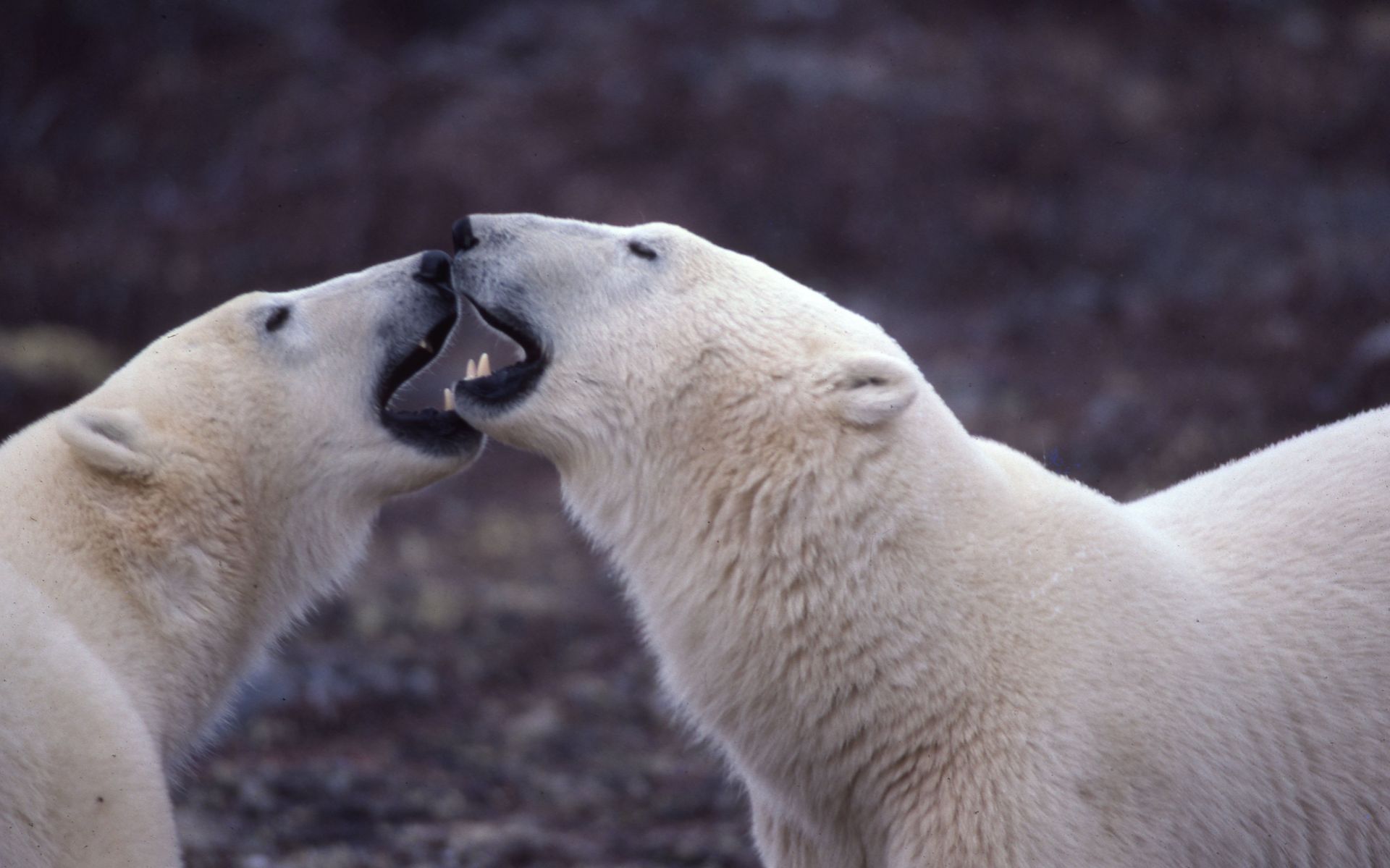Two polar bears, white fur, biting at each other's faces, dark background.
