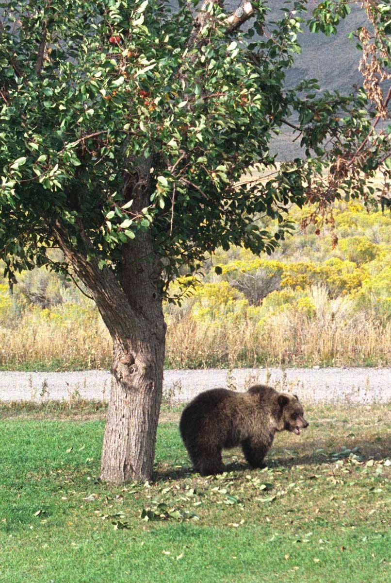 Brown bear standing near a tree in a grassy field, with a road and yellow vegetation in the background.