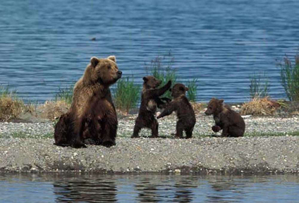 Brown bear and three cubs on a beach near the water. Two cubs are play-fighting.