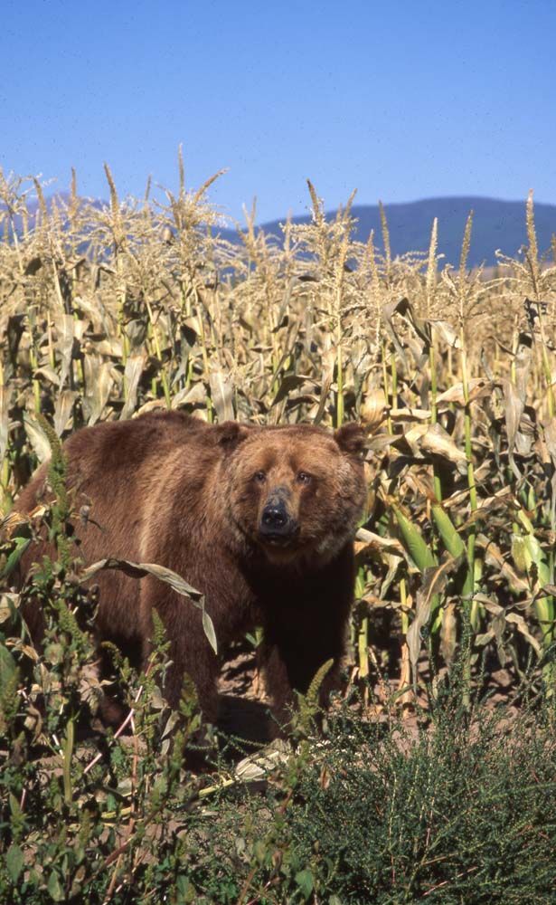Brown bear standing in a cornfield, gazing directly at the viewer under a clear blue sky.