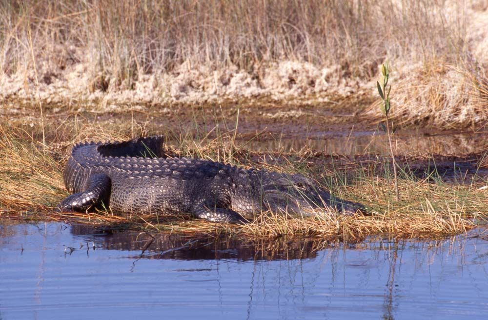 Alligator basking on a grassy bank near water, with reflection.