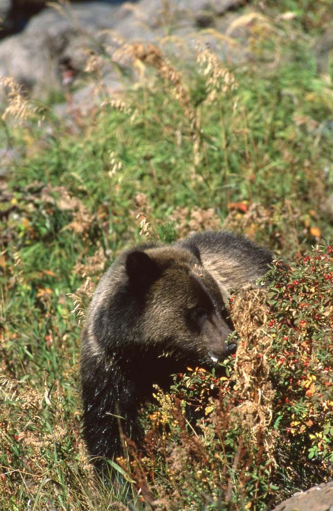 Grizzly bear nestled in bushes, brown fur, head visible, outdoors, daytime.