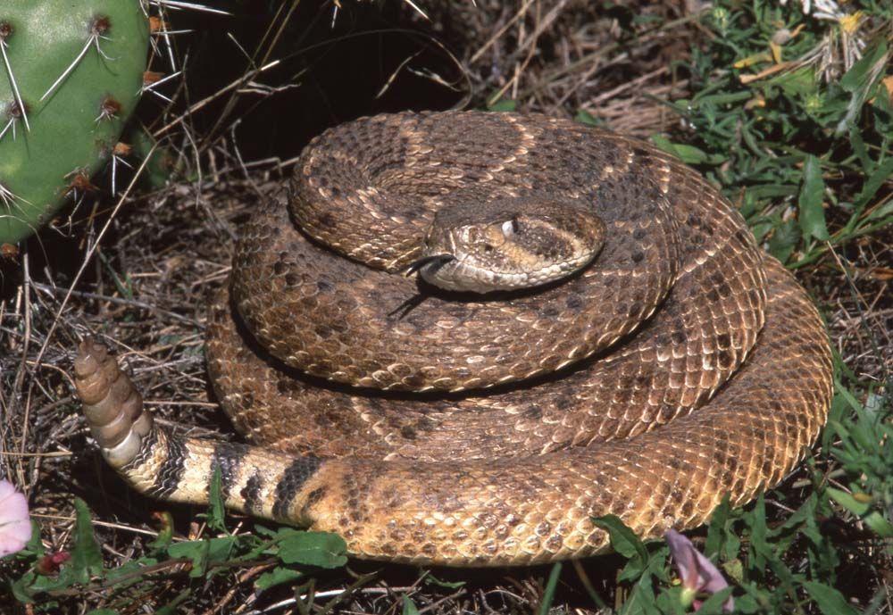 Coiled rattlesnake with brown diamond pattern, black tongue out, in grassy, desert setting.