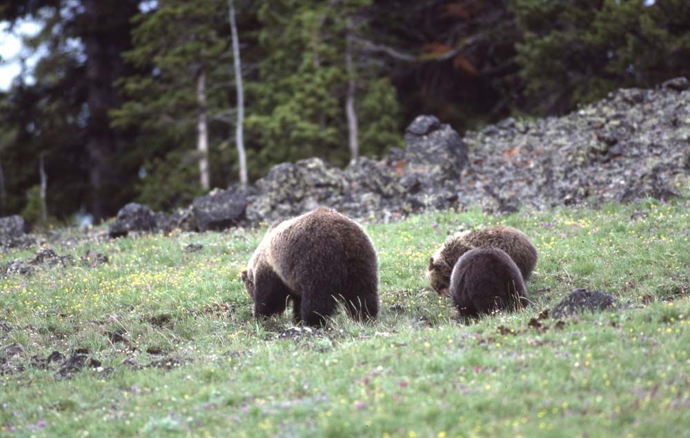 Grizzly bear and two cubs grazing in a grassy meadow near trees and rocks.