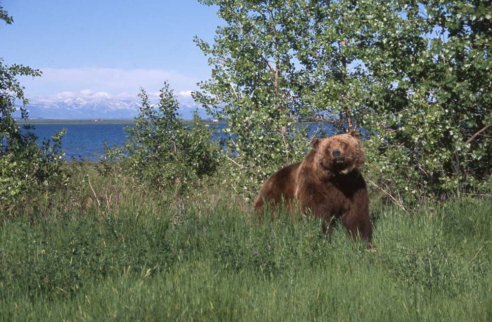 Brown bear stands in tall grass near a lake, with mountains in the distance.