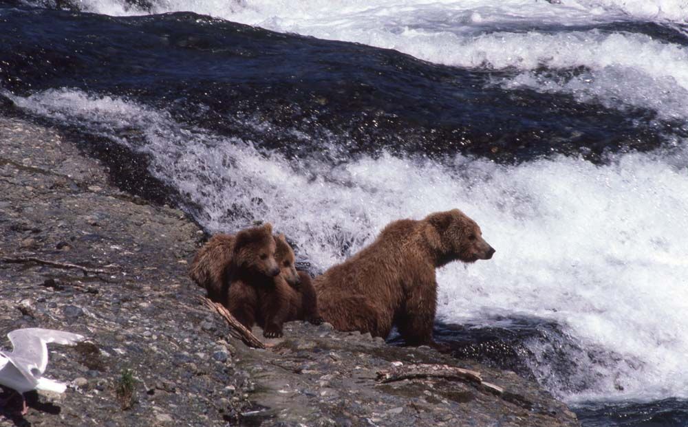 Two brown bears sit near a rushing waterfall, waiting for salmon.