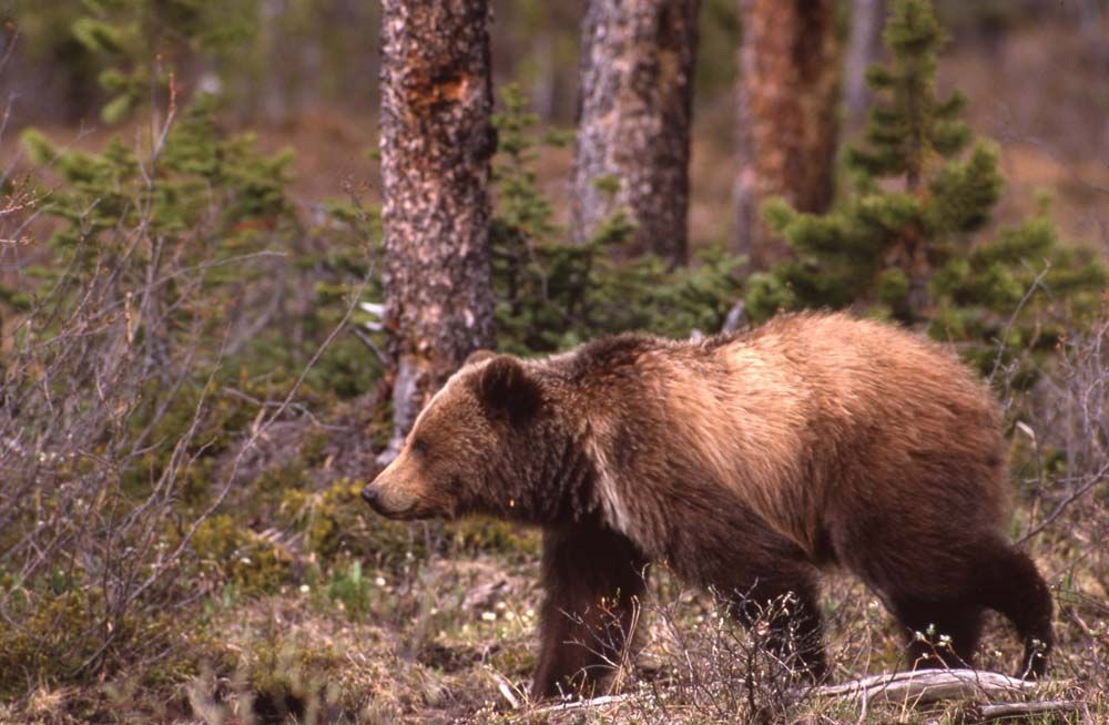 Brown grizzly bear walks through a forest with tall trees and shrubbery.