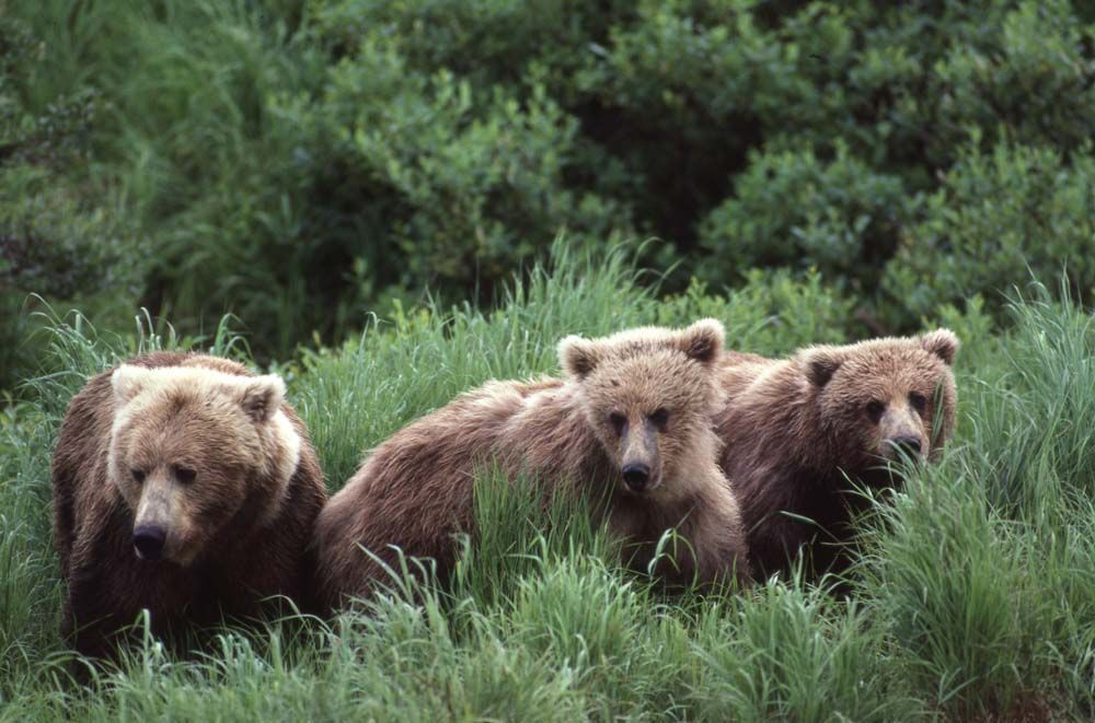 Three brown bears in tall green grass.